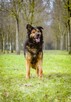 Maska - piękny młody aktywny duży pies do adopcji - 1