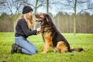 Maska - piękny młody aktywny duży pies do adopcji - 3