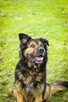 Maska - piękny młody aktywny duży pies do adopcji - 4