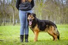 Maska - piękny młody aktywny duży pies do adopcji - 5