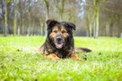 Maska - piękny młody aktywny duży pies do adopcji - 2