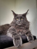 Piękne kocięta Maine Coon, legalna hodowla, nie fabryka - 8