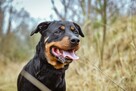 Carna-suczka w typie rottweilera do odpowiedzialnej adopcji - 2