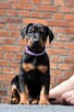 Doberman FCI - 5