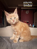 Piękne kocięta Maine Coon, legalna hodowla, nie fabryka - 2