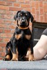 Doberman FCI - 3