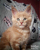 Piękne kocięta Maine Coon, legalna hodowla, nie fabryka - 3