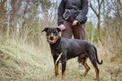 Carna-suczka w typie rottweilera do odpowiedzialnej adopcji - 5