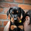 Doberman FCI - 4
