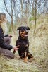 Carna-suczka w typie rottweilera do odpowiedzialnej adopcji - 3