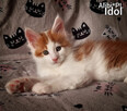 Piękne kocięta Maine Coon, legalna hodowla, nie fabryka - 5