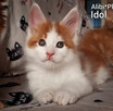 Piękne kocięta Maine Coon, legalna hodowla, nie fabryka - 4