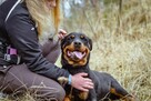 Carna-suczka w typie rottweilera do odpowiedzialnej adopcji - 4