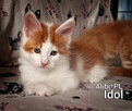 Piękne kocięta Maine Coon, legalna hodowla, nie fabryka - 7