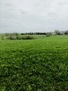 Wiśniowo Ełckie - działka 1400 m2 - z warunkami zabudowy - 3