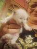 Kocięta Ragdoll Rumia - 15
