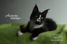Maine Coon - śliczne kocięta, rodowód WCF - 7