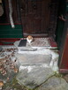 zaginął biało rudy kot na Grabskim w Łańcucie - 4