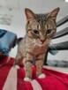 Łapka 3 lata, kotka do adopcji ze schroniska ruda biała - 4