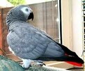 Dostępne są dobrze oswojone afrykańskie papugi szare - 3