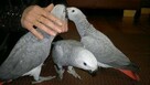 Dostępne są dobrze oswojone afrykańskie papugi szare - 1