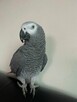 Dostępne są dobrze oswojone afrykańskie papugi szare - 4