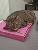 Kocur Timon do adopcji - 4