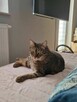 Kocur Timon do adopcji - 2