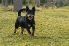 Malutki FILIPEK umiera ze strachu w schronisku - 10