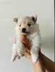 Pomeranian (szpic miniaturowy) xs, typ misia - 3