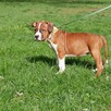 Szczenięta American Staffordshire Terrier ZKwP FCI - 7