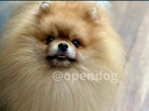 Pomeranian (szpic miniaturowy) xs, typ misia - 6
