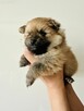 Pomeranian (szpic miniaturowy) xs, typ misia - 5