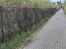 Urokliwa działka w centrum Ciechocinka - 4
