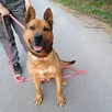Psie cudo do adopcji HELIOS 4letni 40kg chodząca łagodność - 3