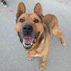 HELIOS przepiękny, łagodny molos do adopcji 4letni 40kg - 9