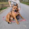 HELIOS psie cudo szuka nowej rodziny, łagodny, proludzki 4l - 5