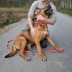 HELIOS psie cudo szuka nowej rodziny, łagodny, proludzki 4l - 4
