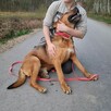 Prosi o dom HELIOS 4letni 40kg duży psi przytulas - 4
