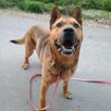 Uroczy, łagodny psiak HELIOS do pokochania 4letni 40kg - 7