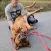 Prosi o dom HELIOS 4letni 40kg duży psi przytulas - 3