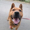 Psie cudo do adopcji HELIOS 4letni 40kg chodząca łagodność - 7