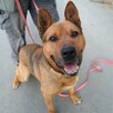 HELIOS psie cudo do pokochania 4letni 40kg szuka rodzinki - 3