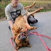 HELIOS przepiękny, łagodny molos do adopcji 4letni 40kg - 3