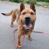 HELIOS przepiękny, łagodny molos do adopcji 4letni 40kg - 8