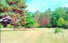 Działka z WZ 760m2 Piasek gm. Cedynia, las, rzeka Odra - 2