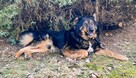 Yogi piękny o wyjatkowym charakterze czeka na dom Małgorzata - 2