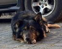 Yogi piękny o wyjatkowym charakterze czeka na dom Małgorzata - 3