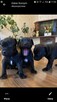 Patterdale Terrier - 2