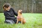 Dżeki - średniej wielkości rudy pies do adopcji - 4